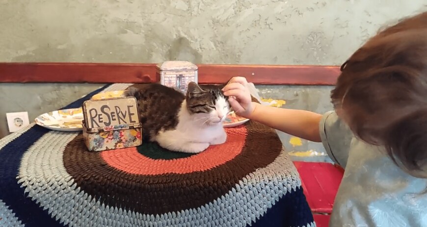 出所：@nekosanpoch