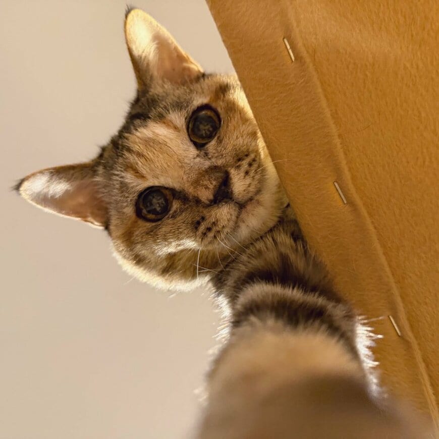 出所：@Adonis_Beginner