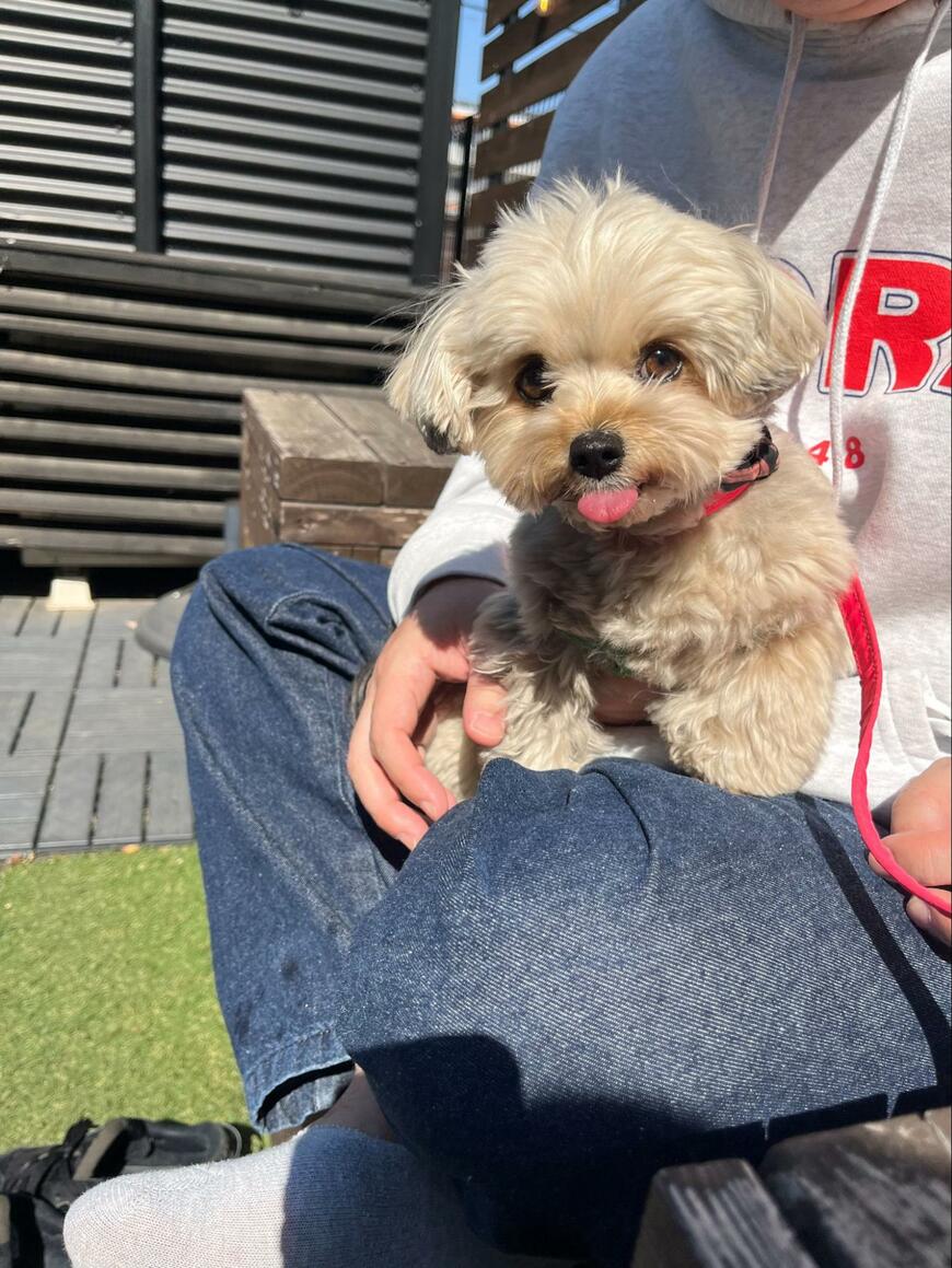 カフェで水をもらった犬　まさかの「飲み方」に笑ってしまう…！