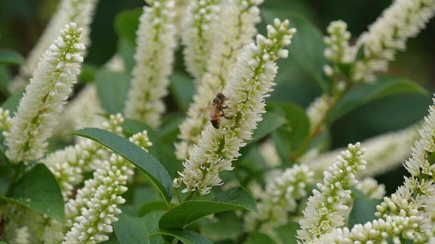 小さな庭や玄関先も1本で華やぐ！〈インパクトのある花が美しい低木〉3選。コンパクトで育てやすいローメンテも魅力。