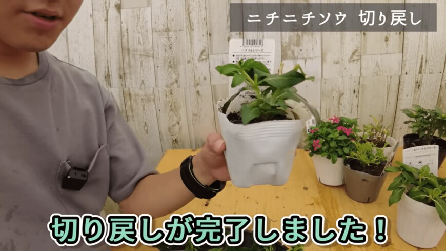 出所：@petit_fleur