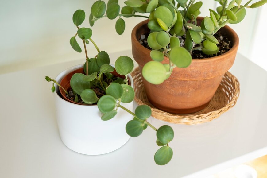 Ida Taing/Shutterstock.com