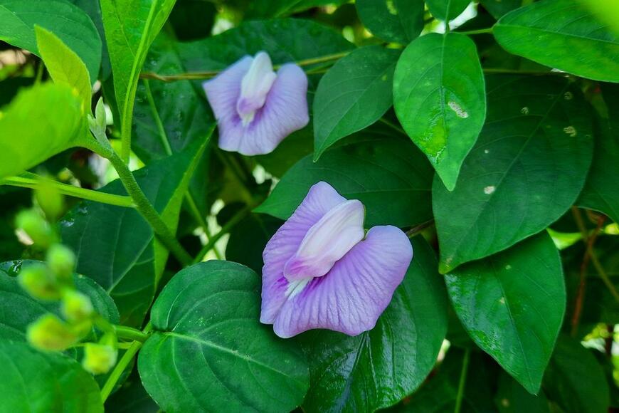 Titin Wahyu Indriani/istockphoto.com