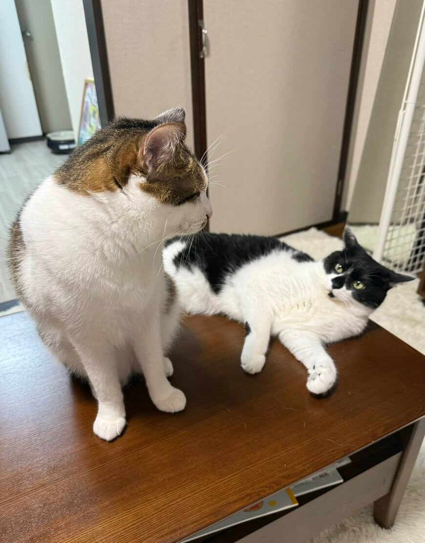 急に横にやってきた同居猫に警戒…ふり向いたハチワレ猫のまなざしが愛らしい
