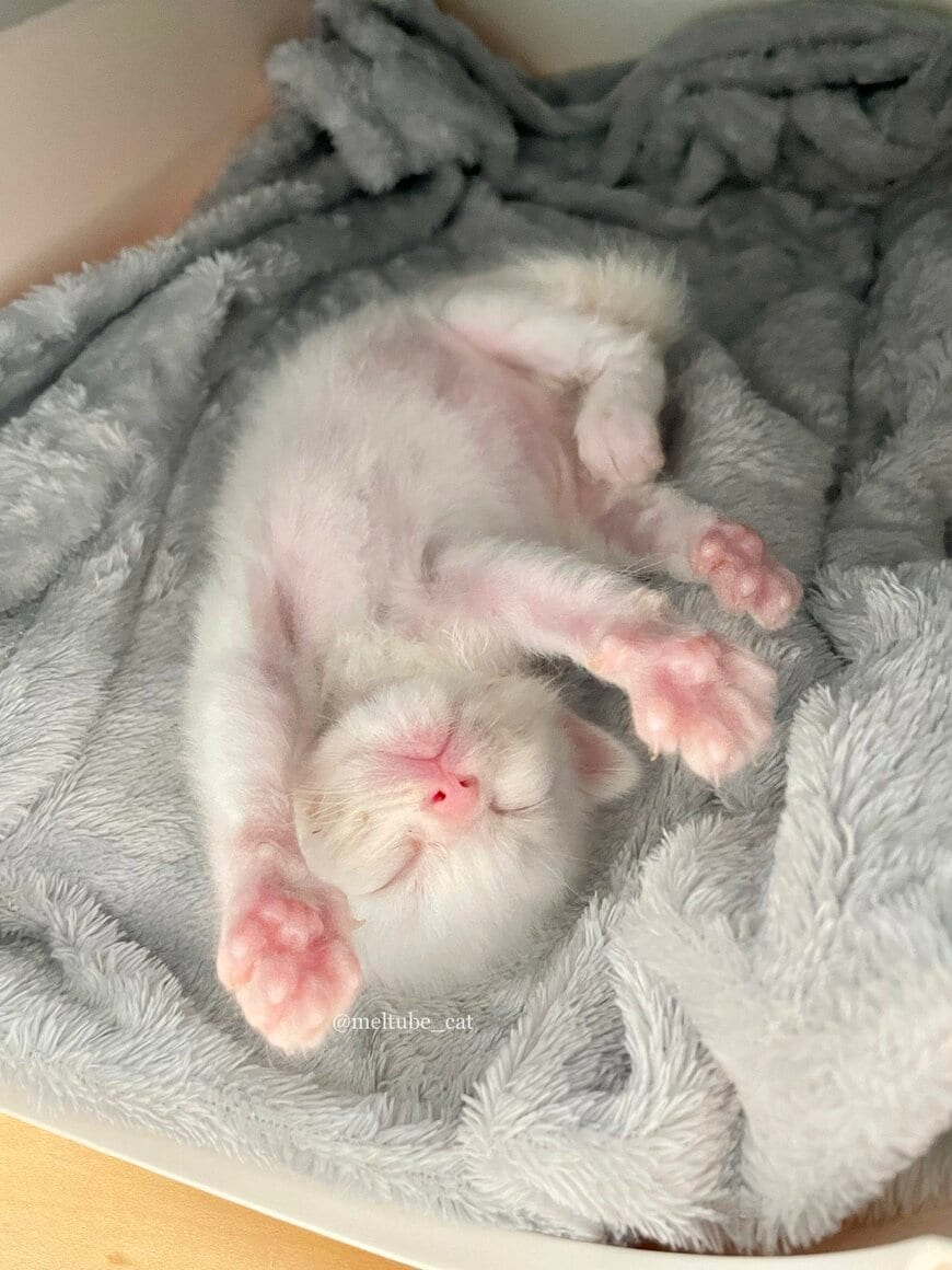 出所：@meltube_cat