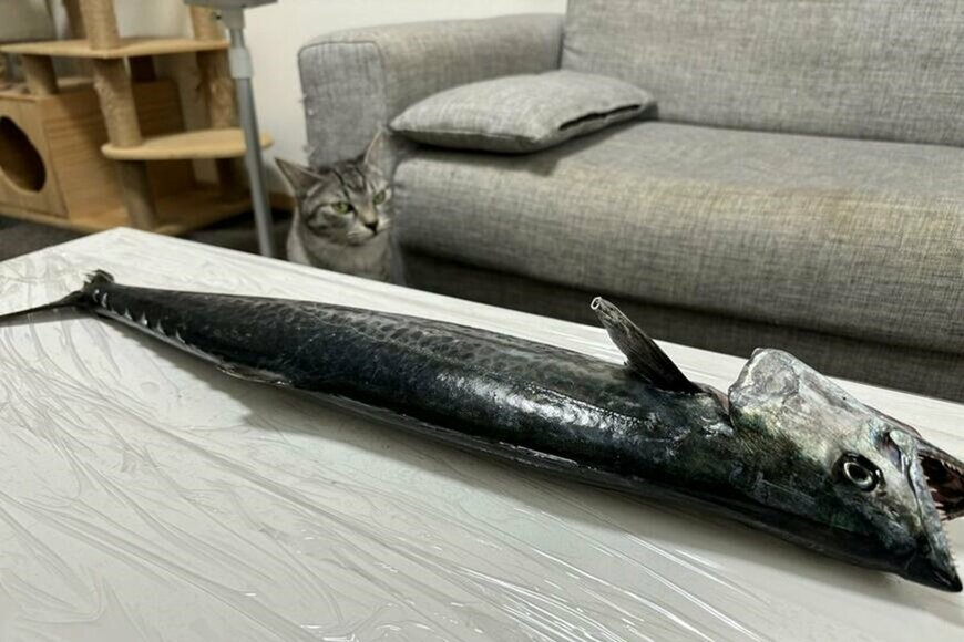 猫の誕生日に、大きな魚を釣ってきた飼い主さん。気づいた「猫ちゃんの様子」に笑ってしまう！