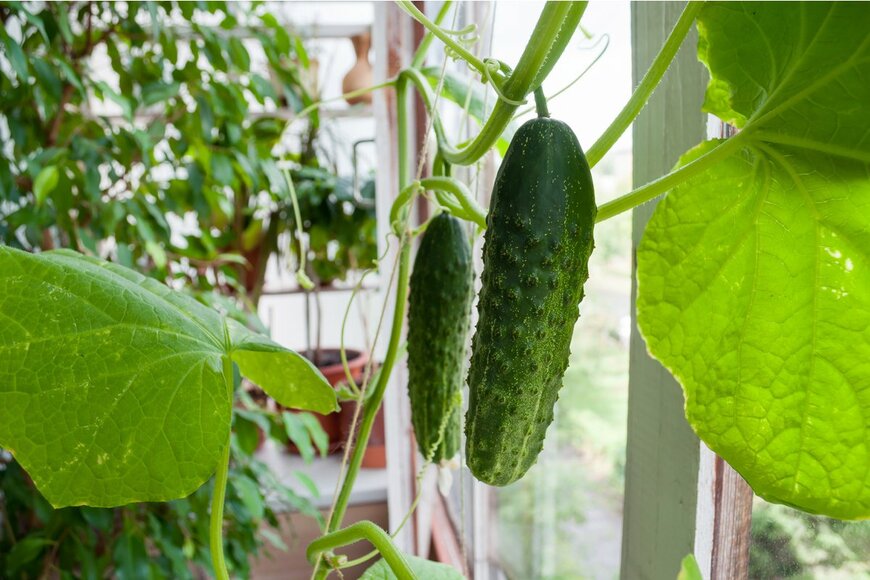 delobol/Shutterstock.com