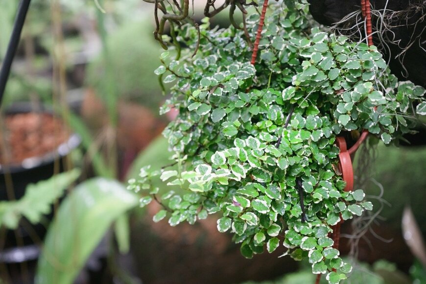 Vichai/istockphoto.com