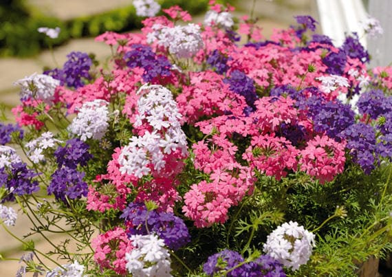 出所：サントリーフラワーズ　タピアン