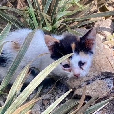 「生まれつき足に障がいがある子猫」生後6週間まで路上生活… 保護され安全な場所で仲間とくつろぐ姿に癒される