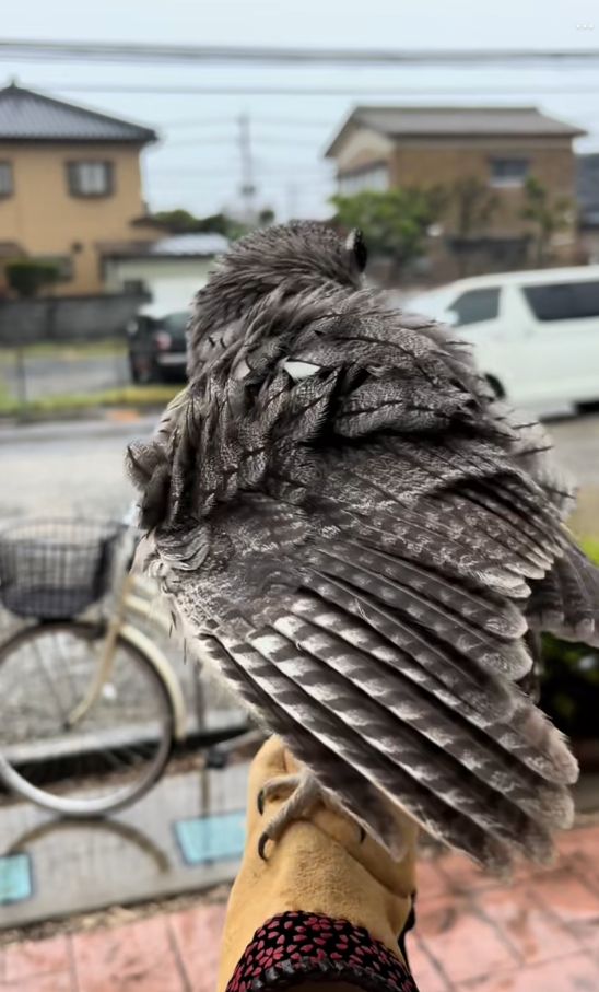 出所：@nononontan2929