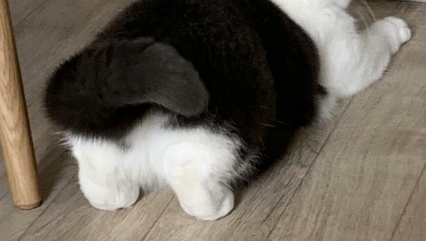 出所：@omochiomoching