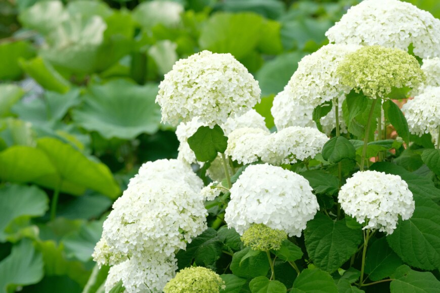 shepherdsatellite/shutterstock.com