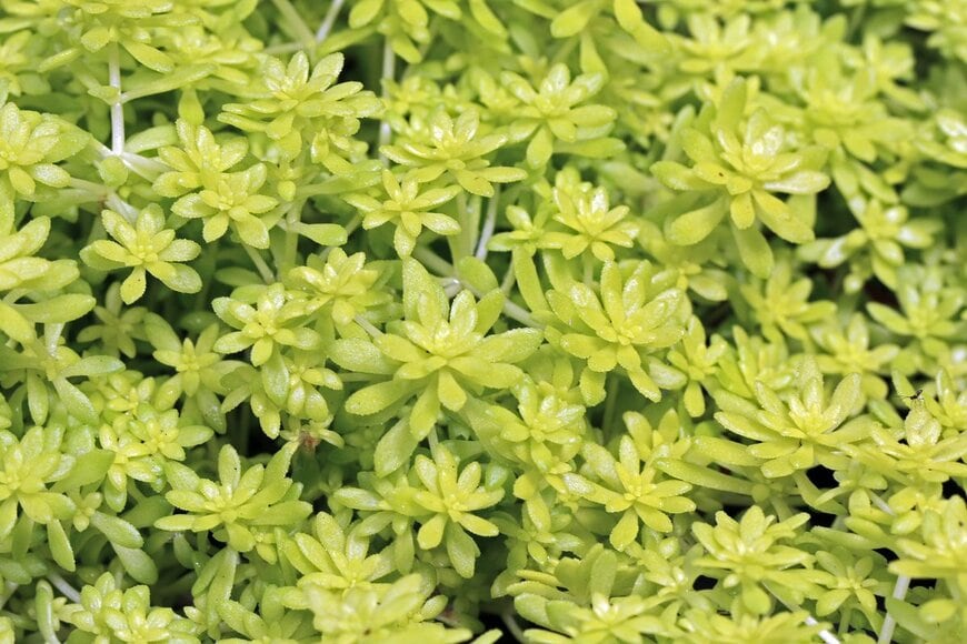 Skyprayer2005/Shutterstock.com