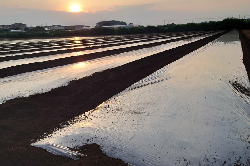 畑の太陽熱消毒（daichi_takara/shutterstock.com）