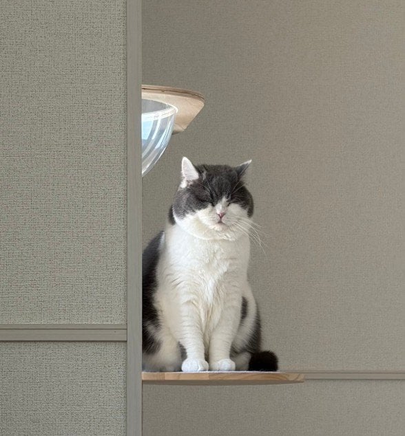 「大物ですね」テーブルで堂々の“ヘソ天”！？猫が見せた無防備な寝姿に悶絶