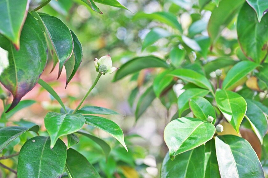 igaguri_1/istockphoto.com