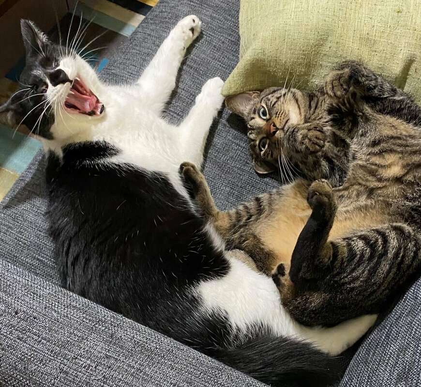 出所：@00shitemita