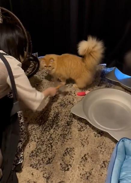 出所：@NEKOLAND13