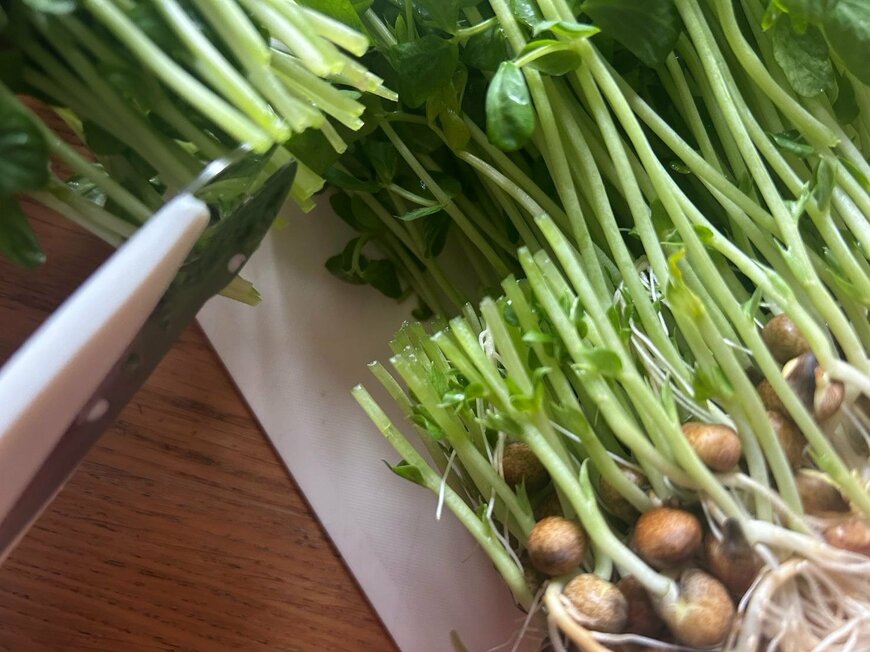 豆苗の脇芽を残してカットします