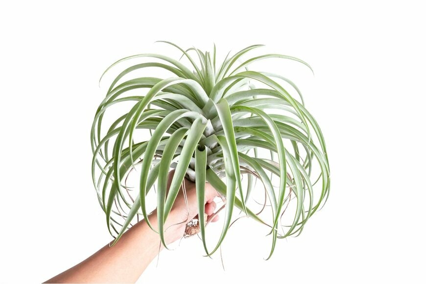 Tillandsia capitata/Shutterstock.com