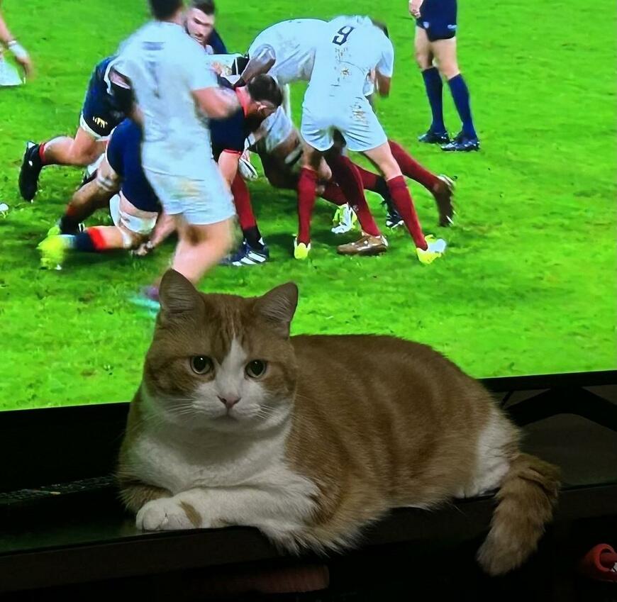 出所：@Beercat_Ana_Dar