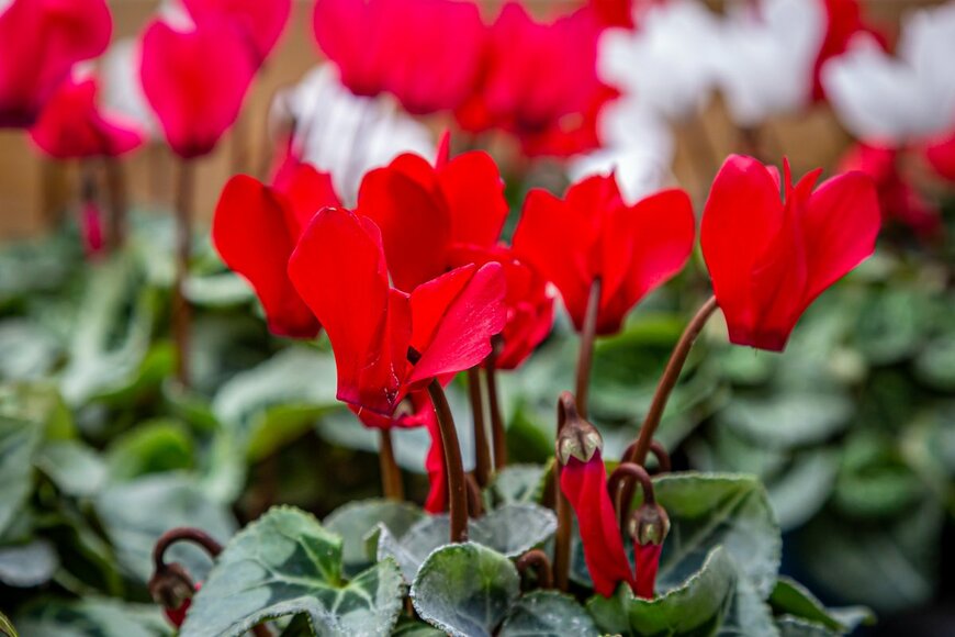 シクラメン（Melanie Hobson/Shutterstock.com）