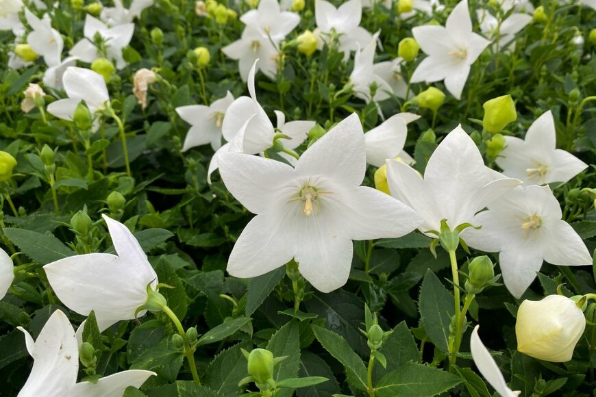 【ガーデニング】夏はホワイトガーデンで涼やかに。暑さをクールダウンする「純白の花」厳選7種