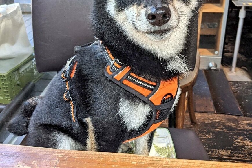 ジェントル犬！？レストランで座って待つお利口な犬がかわいいとTwitterで話題に！