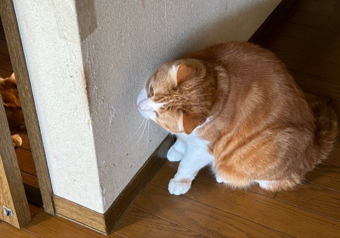 ダーウィンちゃんのいたずらは果たして成功するのでしょうか