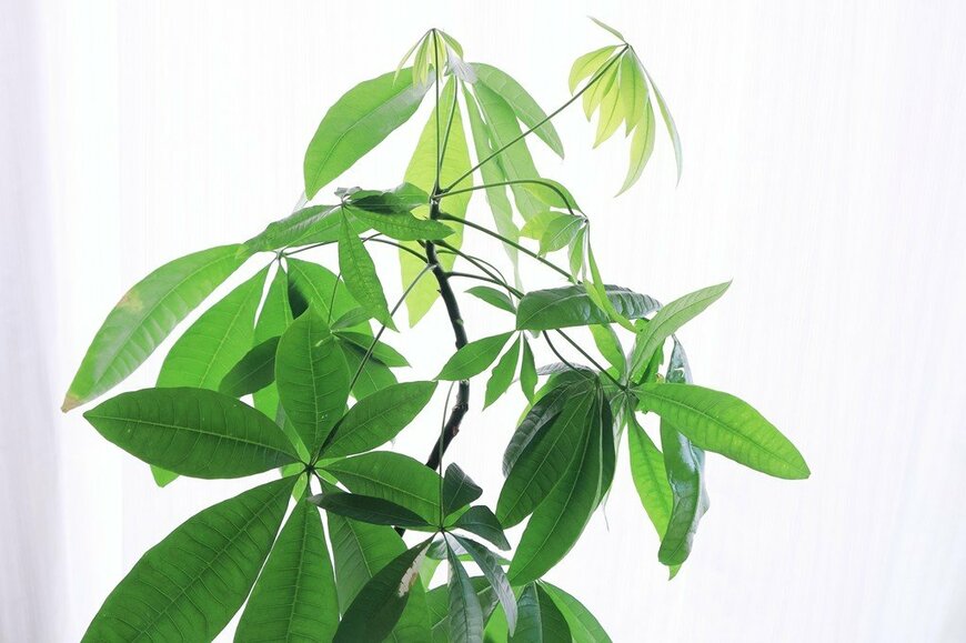 緑色の葉を広げている、パキラ