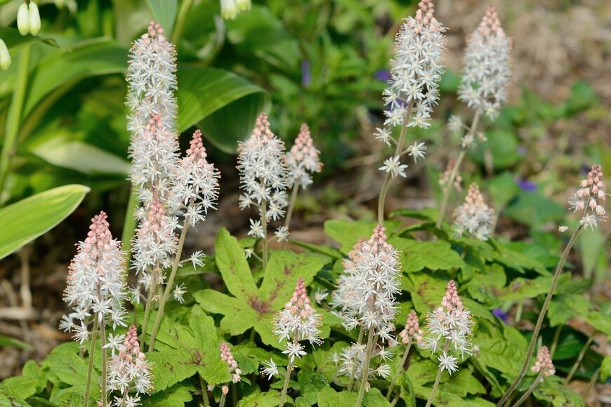 ティアレラの花が咲いている。全体は白、先端は薄いオレンジ色。
