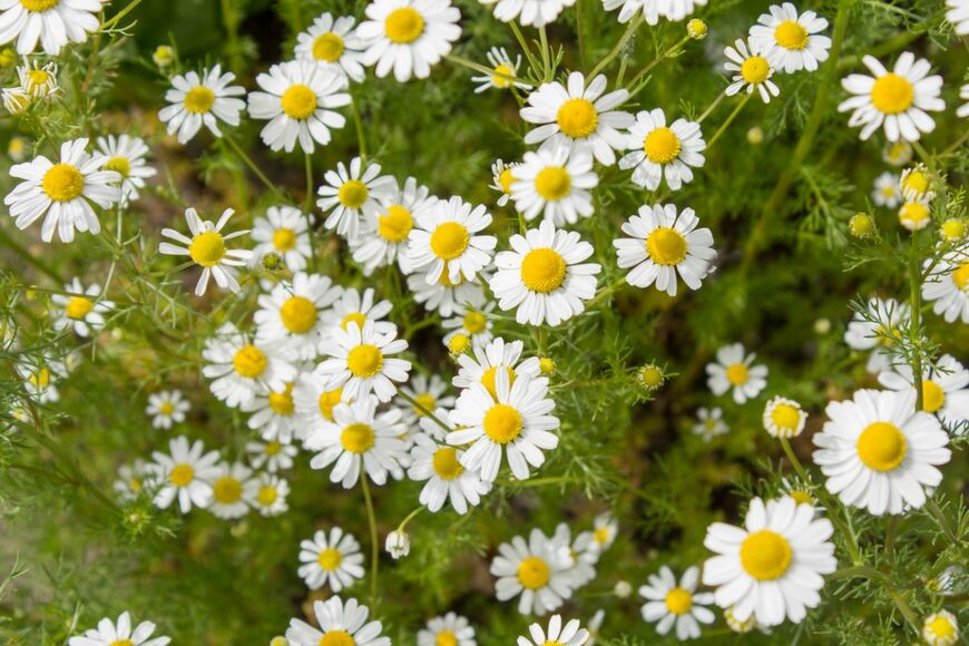 ジャーマンカモミールの花が群生している。花びらの色は白、中央部は黄色。