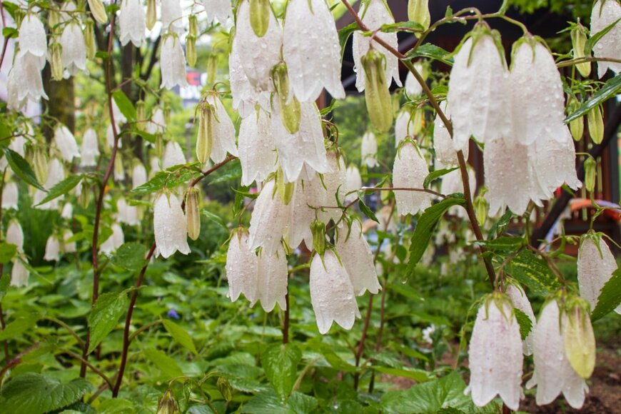 白い花を咲かせている、ホタルブクロ