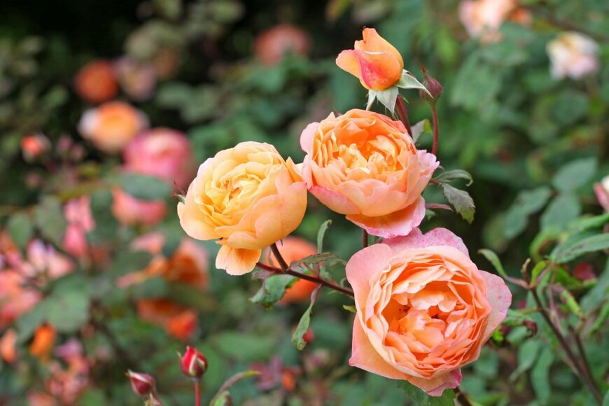 バラの花が咲いている。色はアプリコットオレンジ