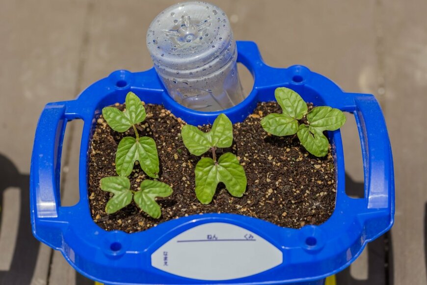 アサガオの芽が、青い植木鉢に生えている。