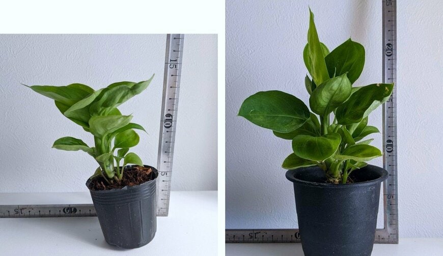 2025年4月にダイソーで110円で購入したペペロミア