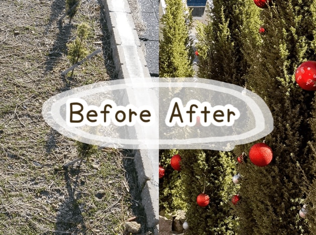 コニファーの成長・ビフォーアフター