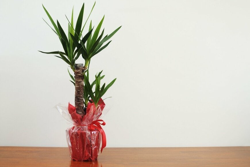 太い幹と、とがった葉をもつユッカ。植木鉢がラッピングされている。