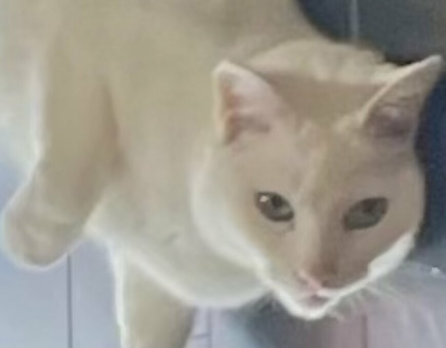 アピールがすごい猫