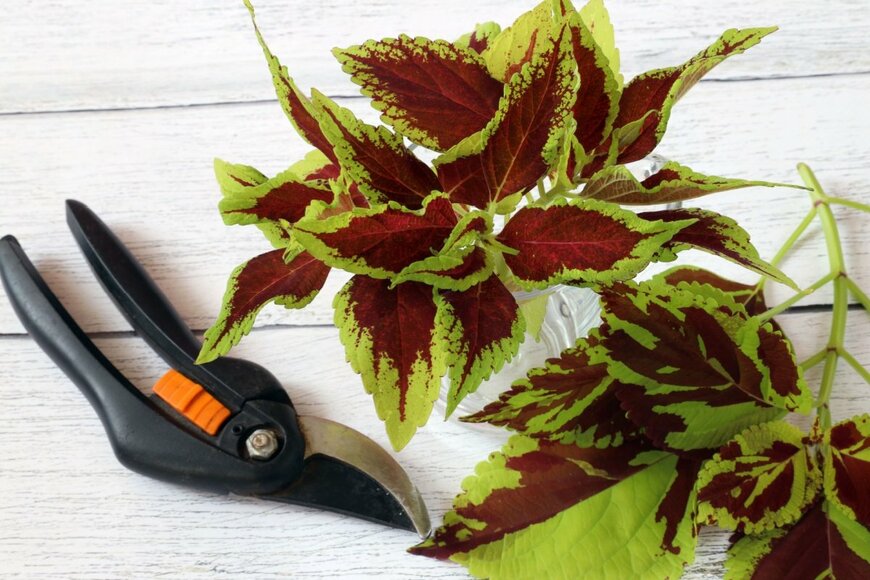 剪定されたコリウスの葉と、剪定ばさみ