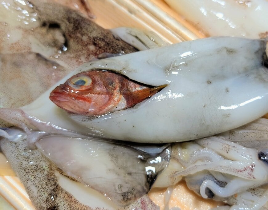 イカの胴体から現れた謎の魚