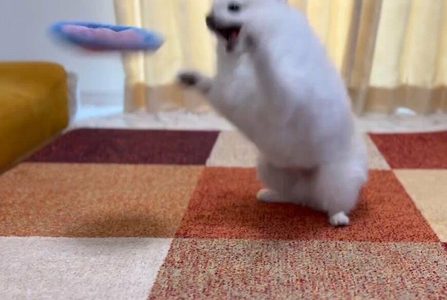 空中キャッチに挑戦する犬