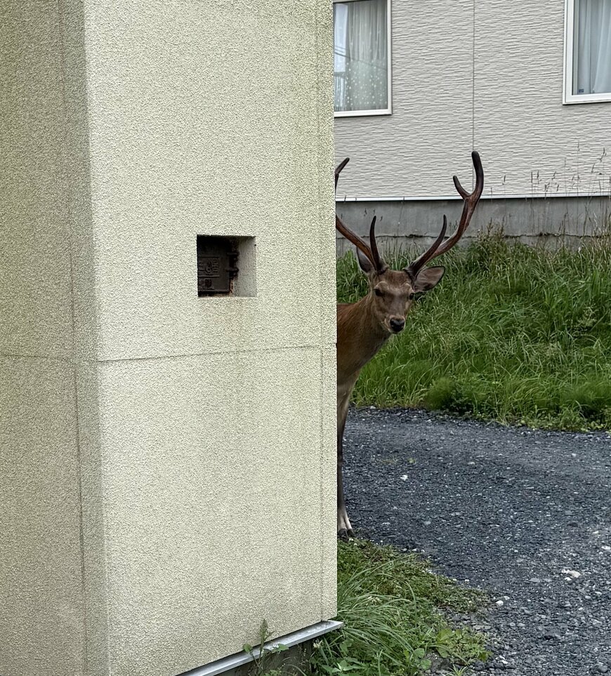 立派な角をもつ雄鹿