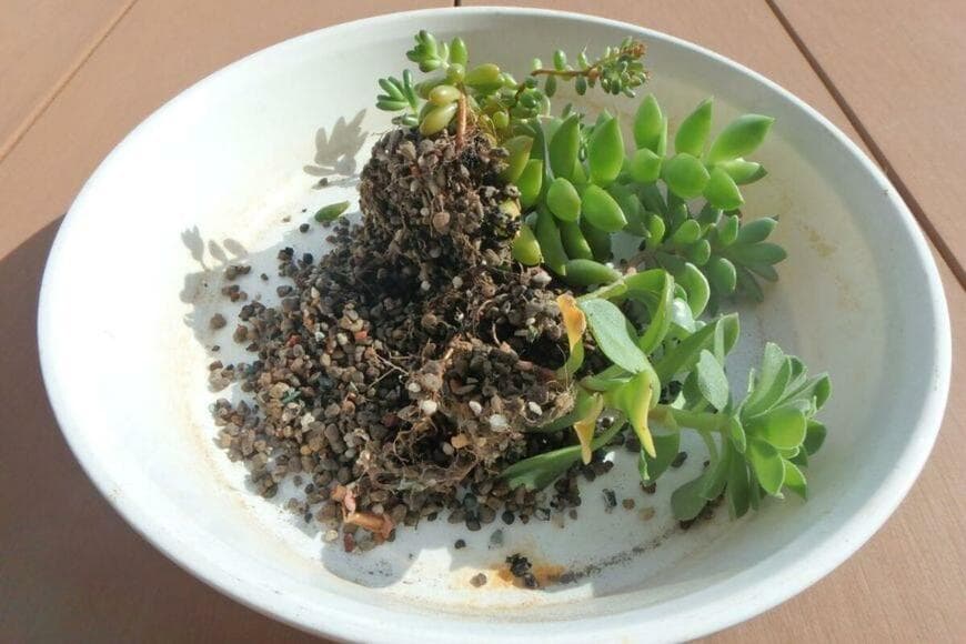 多肉植物の植え替え。鉢から多肉植物と土をすべて出す