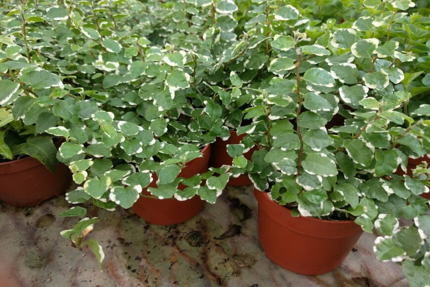 フィカス・プミラ。白い斑入りの葉が特徴。小さい歯でいくつも重なり合っている。