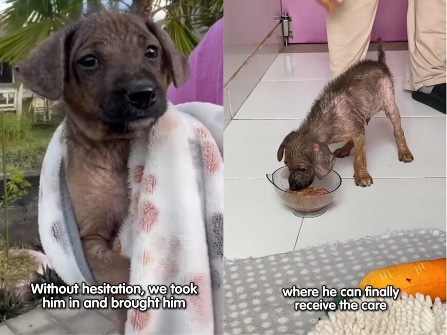 出所：<u><a href="https://www.instagram.com/p/DZkMn4pgux5/" target="_blank">@missionpawsible</a></u>