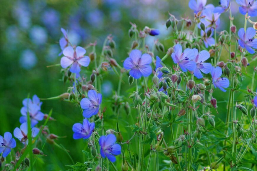 薄青いゲラニウムの花が咲いている。