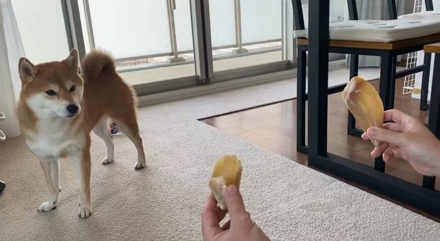 ヒヅメを見つめる犬