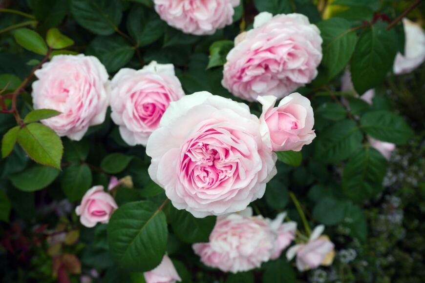 オリビア・ローズ・オースチンの花。花の色は淡いピンク色で、中心部は少し色が濃くなっている。